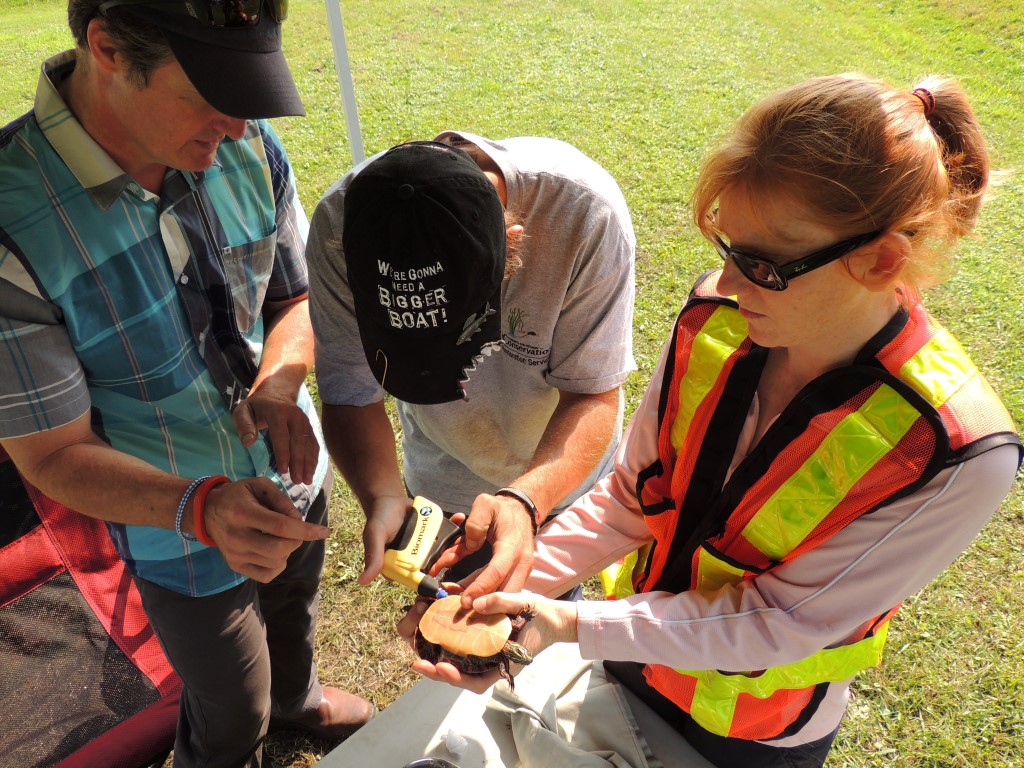 Day5 Turtle9 Aug8 14 (18)